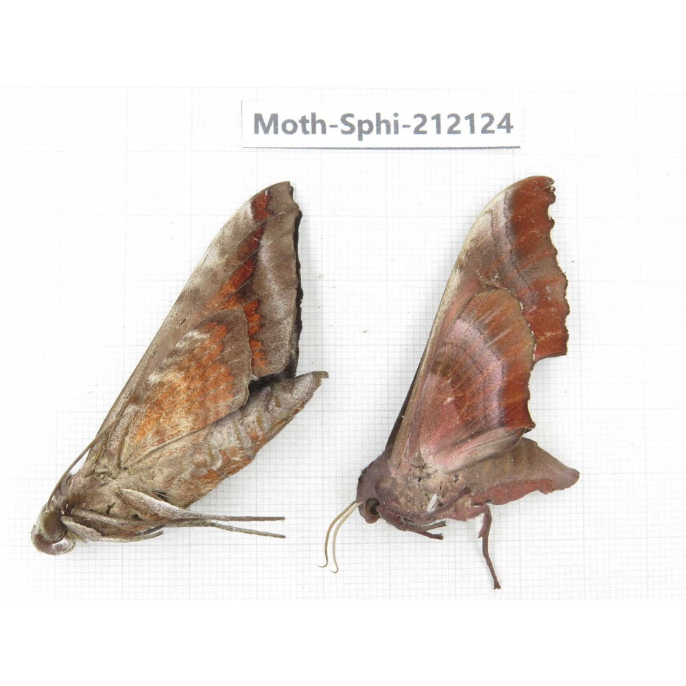 Sphingidae sp. China, Yunnan, Dali, S of Mt.Cangshan. 2Pcs. Moth-Sphi-212124.