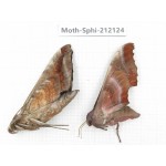 Sphingidae sp. China, Yunnan, Dali, S of Mt.Cangshan. 2Pcs. Moth-Sphi-212124.