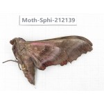 Sphingidae sp. China, Yunnan, Dali, S of Mt.Cangshan. 1Pcs. Moth-Sphi-212139.