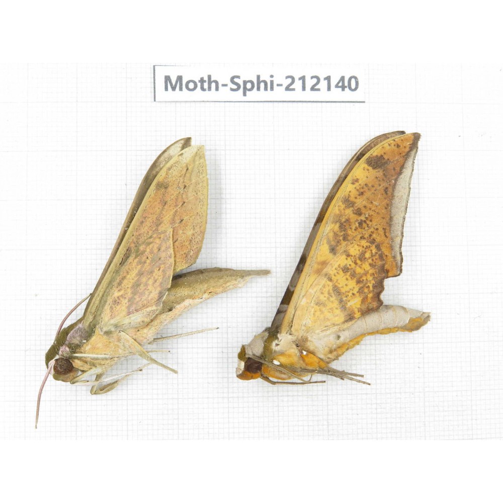Sphingidae sp. China, Yunnan, Dali, S of Mt.Cangshan. 2Pcs. Moth-Sphi-212140.