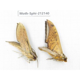 Sphingidae sp. China, Yunnan, Dali, S of Mt.Cangshan. 2Pcs. Moth-Sphi-212140.