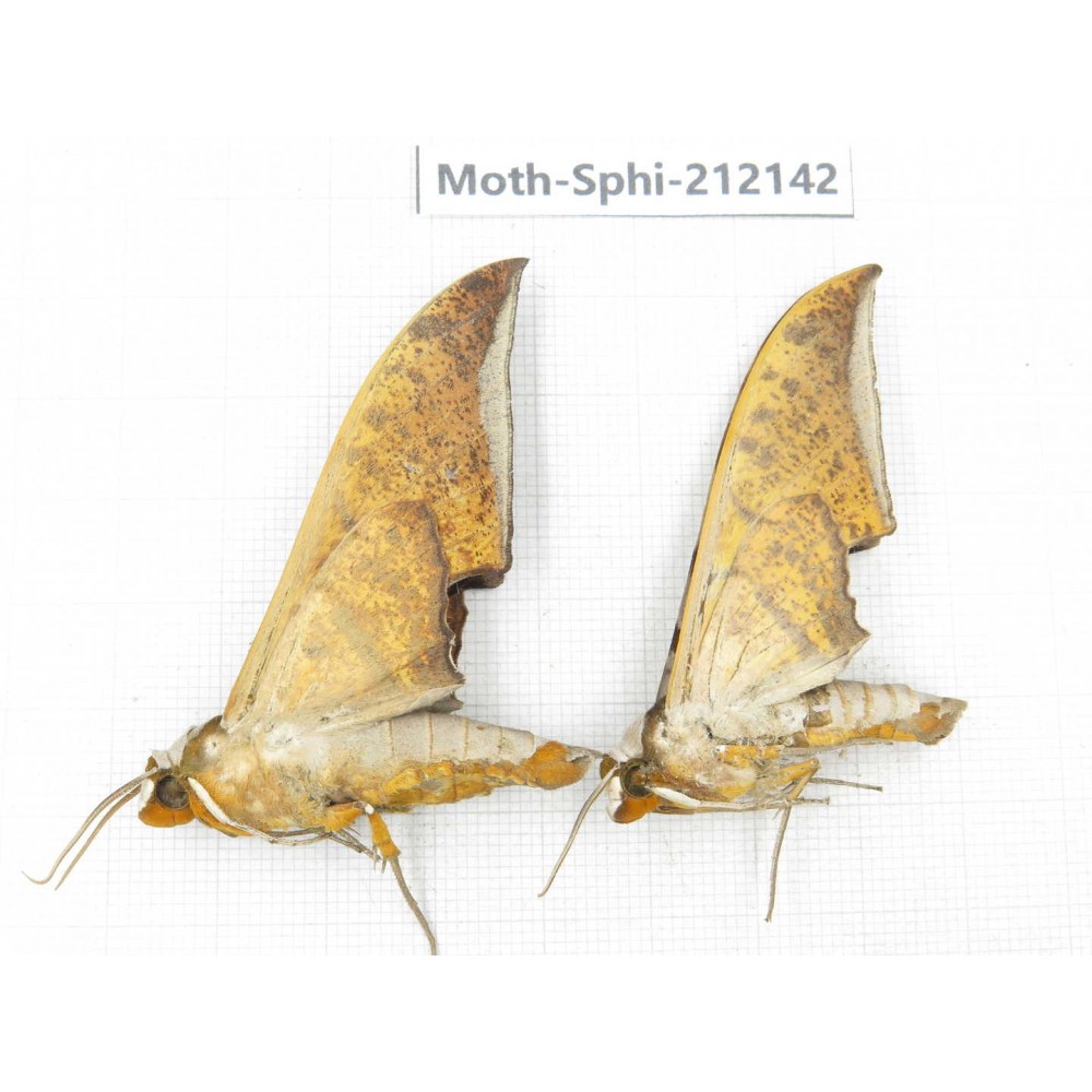 Sphingidae sp. China, Yunnan, Dali, S of Mt.Cangshan. 2Pcs. Moth-Sphi-212142.