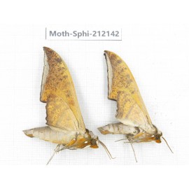 Sphingidae sp. China, Yunnan, Dali, S of Mt.Cangshan. 2Pcs. Moth-Sphi-212142.