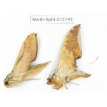 Sphingidae sp. China, Yunnan, Dali, S of Mt.Cangshan. 2Pcs. Moth-Sphi-212143.