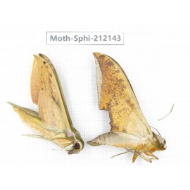 Sphingidae sp. China, Yunnan, Dali, S of Mt.Cangshan. 2Pcs. Moth-Sphi-212143.