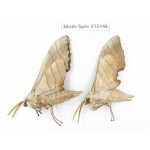 Sphingidae sp. China, Yunnan, Dali, S of Mt.Cangshan. 2Pcs. Moth-Sphi-212146.