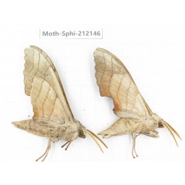 Sphingidae sp. China, Yunnan, Dali, S of Mt.Cangshan. 2Pcs. Moth-Sphi-212146.