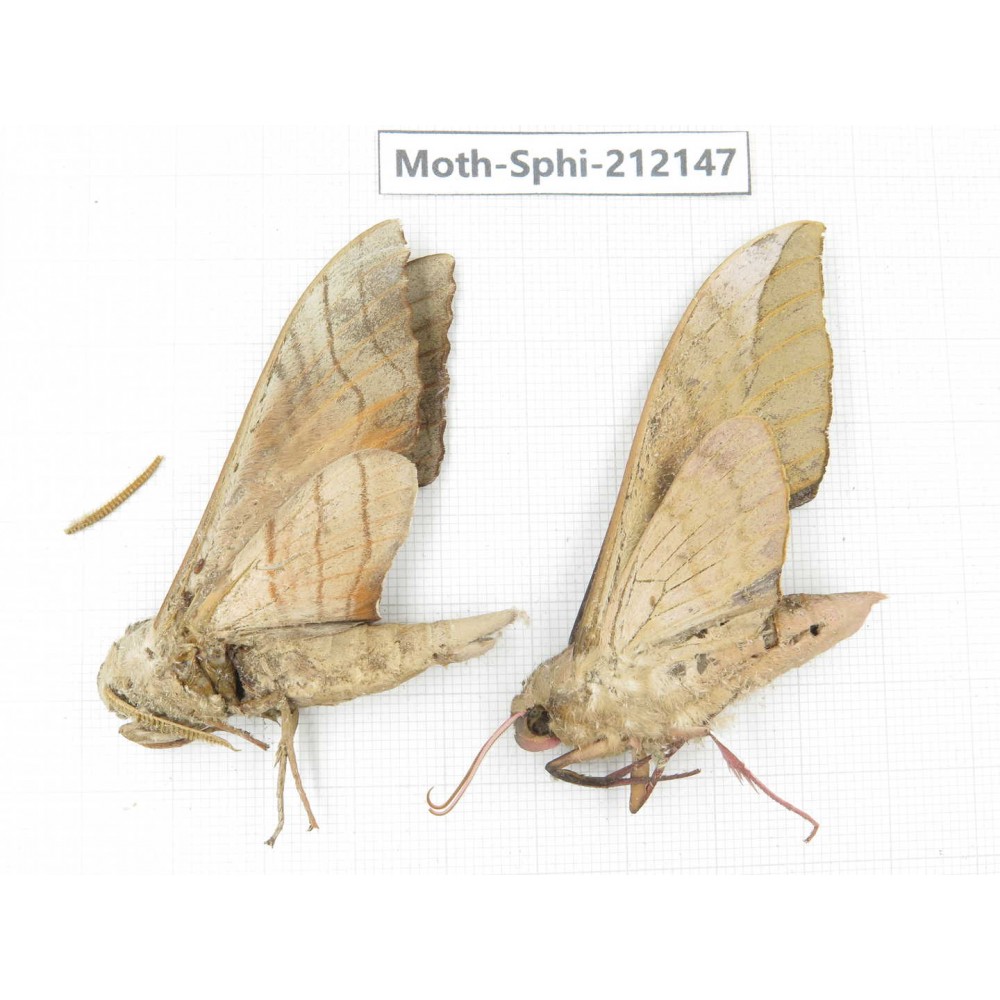 Sphingidae sp. China, Yunnan, Dali, S of Mt.Cangshan. 2Pcs. Moth-Sphi-212147.