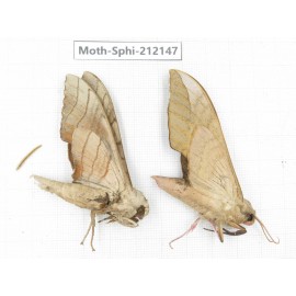 Sphingidae sp. China, Yunnan, Dali, S of Mt.Cangshan. 2Pcs. Moth-Sphi-212147.