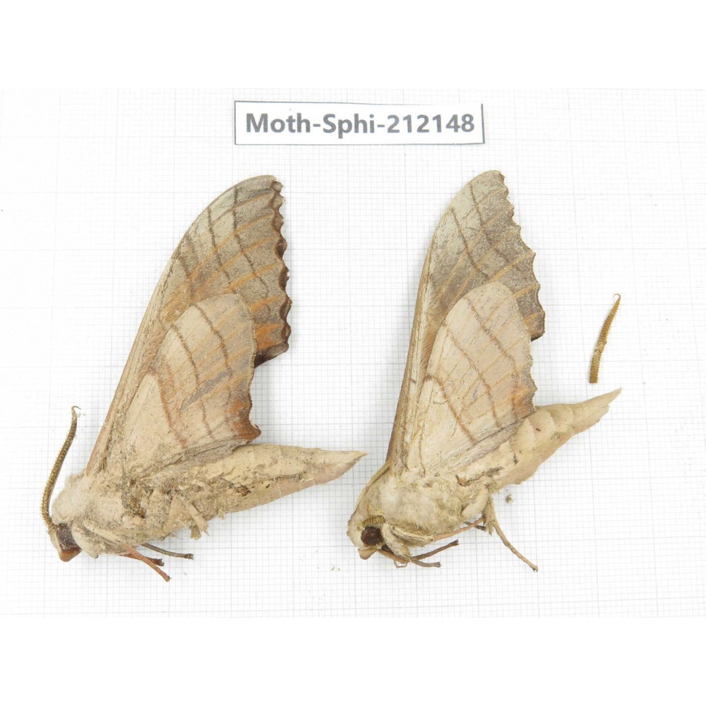 Sphingidae sp. China, Yunnan, Dali, S of Mt.Cangshan. 2Pcs. Moth-Sphi-212148.