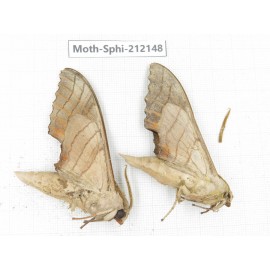 Sphingidae sp. China, Yunnan, Dali, S of Mt.Cangshan. 2Pcs. Moth-Sphi-212148.