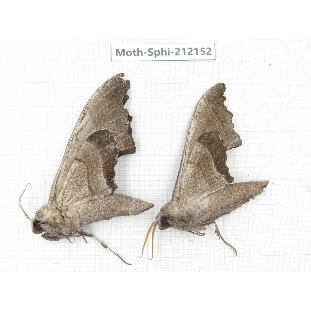Sphingidae sp. China, Yunnan, Dali, S of Mt.Cangshan. 2Pcs. Moth-Sphi-212152.