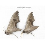 Sphingidae sp. China, Yunnan, Dali, S of Mt.Cangshan. 2Pcs. Moth-Sphi-212152.
