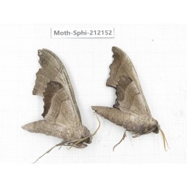 Sphingidae sp. China, Yunnan, Dali, S of Mt.Cangshan. 2Pcs. Moth-Sphi-212152.