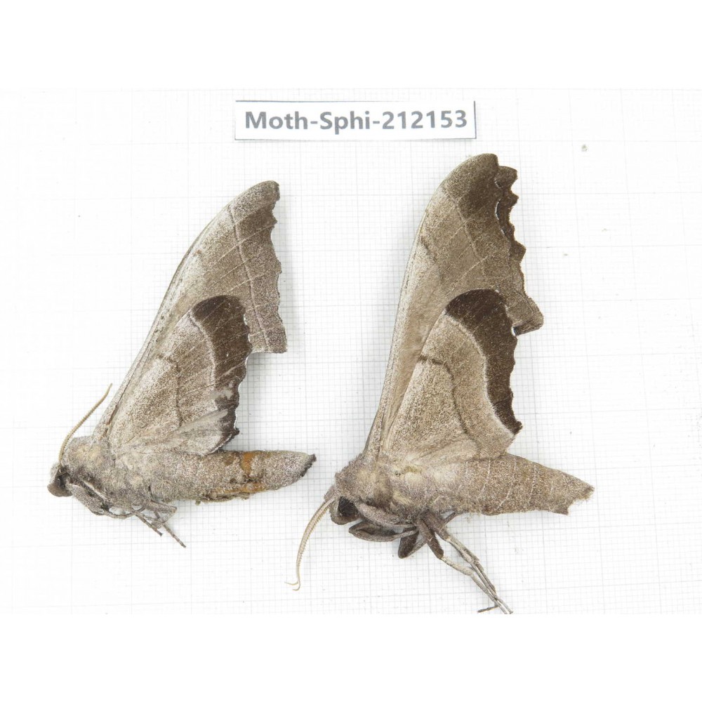 Sphingidae sp. China, Yunnan, Dali, S of Mt.Cangshan. 2Pcs. Moth-Sphi-212153.