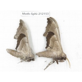 Sphingidae sp. China, Yunnan, Dali, S of Mt.Cangshan. 2Pcs. Moth-Sphi-212153.