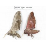 Sphingidae sp. China, Yunnan, Dali, S of Mt.Cangshan. 2Pcs. Moth-Sphi-212158.