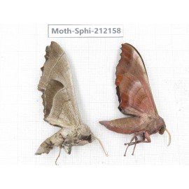 Sphingidae sp. China, Yunnan, Dali, S of Mt.Cangshan. 2Pcs. Moth-Sphi-212158.