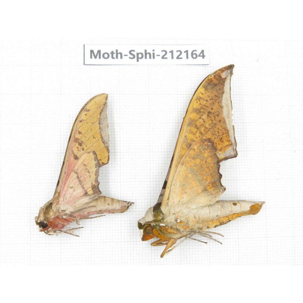 Sphingidae sp. China, Yunnan, Dali, S of Mt.Cangshan. 2Pcs. Moth-Sphi-212164.