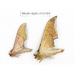 Sphingidae sp. China, Yunnan, Dali, S of Mt.Cangshan. 2Pcs. Moth-Sphi-212164.