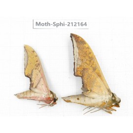 Sphingidae sp. China, Yunnan, Dali, S of Mt.Cangshan. 2Pcs. Moth-Sphi-212164.