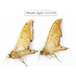 Sphingidae sp. China, Yunnan, Dali, S of Mt.Cangshan. 2Pcs. Moth-Sphi-212165.