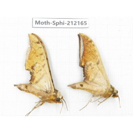 Sphingidae sp. China, Yunnan, Dali, S of Mt.Cangshan. 2Pcs. Moth-Sphi-212165.