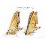 Sphingidae sp. China, Yunnan, Dali, S of Mt.Cangshan. 2Pcs. Moth-Sphi-212166.