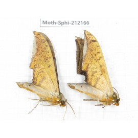 Sphingidae sp. China, Yunnan, Dali, S of Mt.Cangshan. 2Pcs. Moth-Sphi-212166.