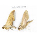 Sphingidae sp. China, Yunnan, Dali, S of Mt.Cangshan. 2Pcs. Moth-Sphi-212167.