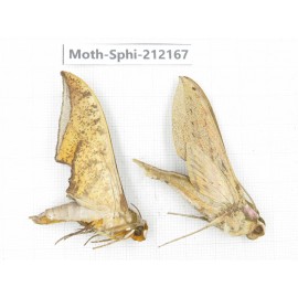 Sphingidae sp. China, Yunnan, Dali, S of Mt.Cangshan. 2Pcs. Moth-Sphi-212167.