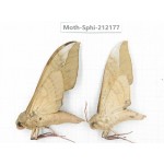 Sphingidae sp. China, Yunnan, Dali, S of Mt.Cangshan. 2Pcs. Moth-Sphi-212177.