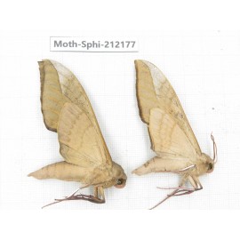 Sphingidae sp. China, Yunnan, Dali, S of Mt.Cangshan. 2Pcs. Moth-Sphi-212177.