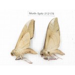 Sphingidae sp. China, Yunnan, Dali, S of Mt.Cangshan. 2Pcs. Moth-Sphi-212178.