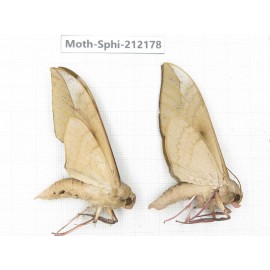 Sphingidae sp. China, Yunnan, Dali, S of Mt.Cangshan. 2Pcs. Moth-Sphi-212178.