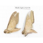 Sphingidae sp. China, Yunnan, Dali, S of Mt.Cangshan. 2Pcs. Moth-Sphi-212179.