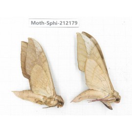 Sphingidae sp. China, Yunnan, Dali, S of Mt.Cangshan. 2Pcs. Moth-Sphi-212179.