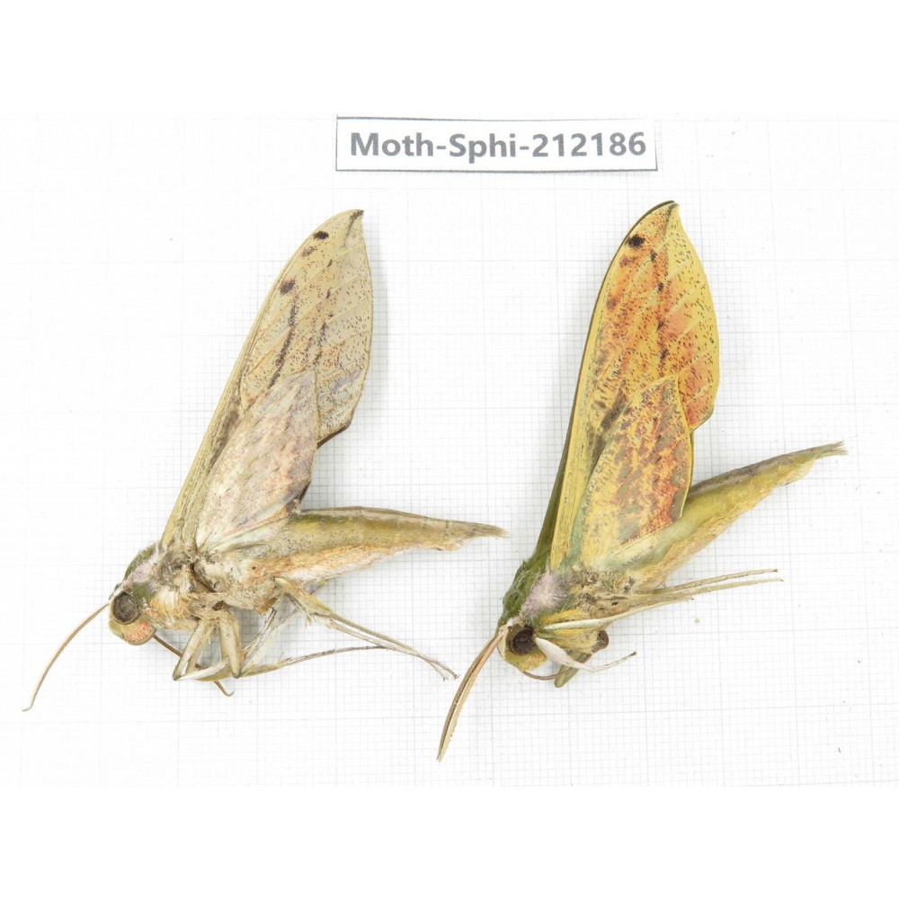 Sphingidae sp. China, Yunnan, Dali, S of Mt.Cangshan. 2Pcs. Moth-Sphi-212186.
