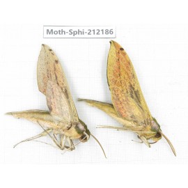 Sphingidae sp. China, Yunnan, Dali, S of Mt.Cangshan. 2Pcs. Moth-Sphi-212186.