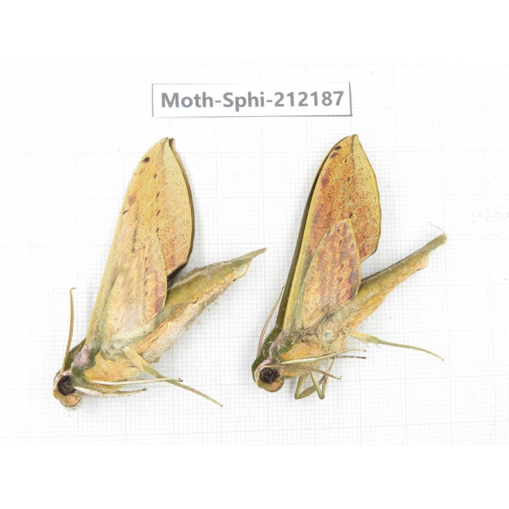 Sphingidae sp. China, Yunnan, Dali, S of Mt.Cangshan. 2Pcs. Moth-Sphi-212187.
