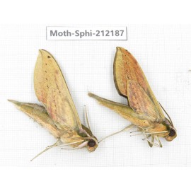 Sphingidae sp. China, Yunnan, Dali, S of Mt.Cangshan. 2Pcs. Moth-Sphi-212187.