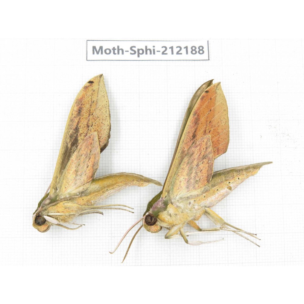 Sphingidae sp. China, Yunnan, Dali, S of Mt.Cangshan. 2Pcs. Moth-Sphi-212188.