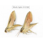 Sphingidae sp. China, Yunnan, Dali, S of Mt.Cangshan. 2Pcs. Moth-Sphi-212188.