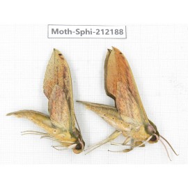 Sphingidae sp. China, Yunnan, Dali, S of Mt.Cangshan. 2Pcs. Moth-Sphi-212188.