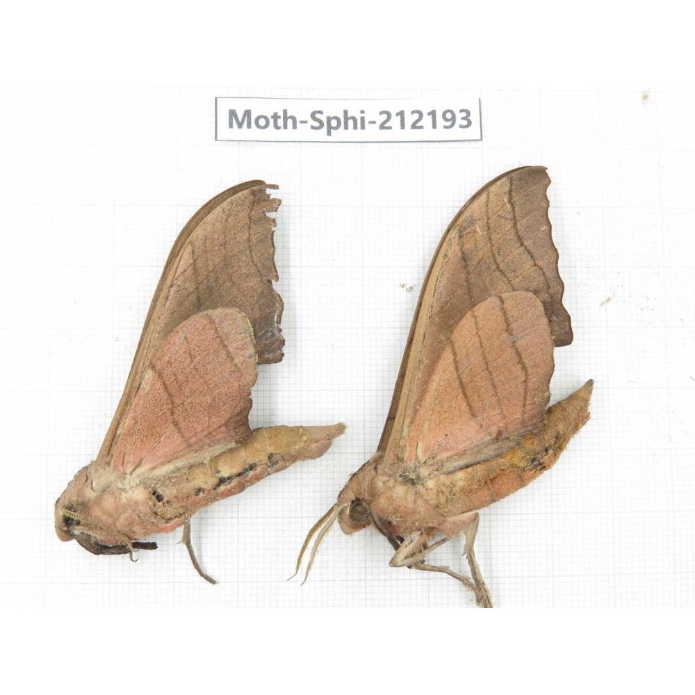 Sphingidae sp. China, Yunnan, Dali, S of Mt.Cangshan. 2Pcs. Moth-Sphi-212193.