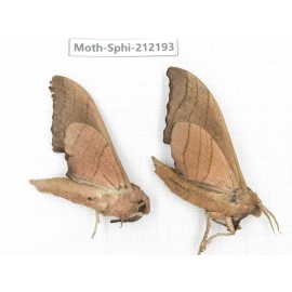 Sphingidae sp. China, Yunnan, Dali, S of Mt.Cangshan. 2Pcs. Moth-Sphi-212193.