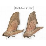 Sphingidae sp. China, Yunnan, Dali, S of Mt.Cangshan. 2Pcs. Moth-Sphi-212194.