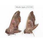 Sphingidae sp. China, Yunnan, Dali, S of Mt.Cangshan. 2Pcs. Moth-Sphi-212195.