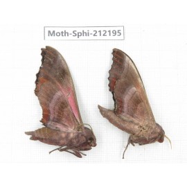 Sphingidae sp. China, Yunnan, Dali, S of Mt.Cangshan. 2Pcs. Moth-Sphi-212195.