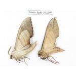 Sphingidae sp. China, Yunnan, Dali, S of Mt.Cangshan. 2Pcs. Moth-Sphi-212204.